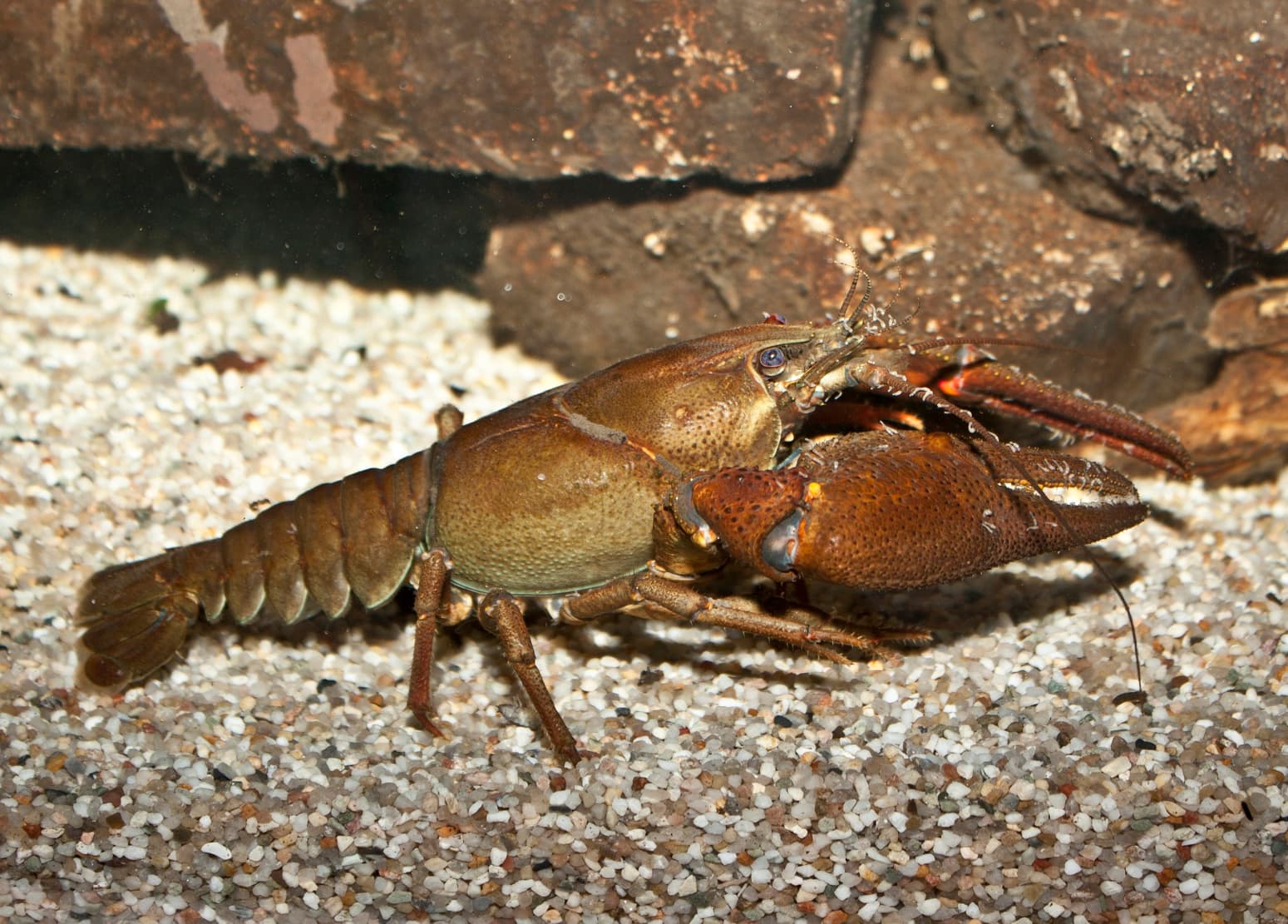 Crayfish - Decapoda spp.